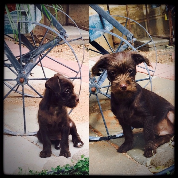 😘🐾Need A Smile? Silly & Sweet Puppy Break! 🐾😘 - Picture 5 of 12